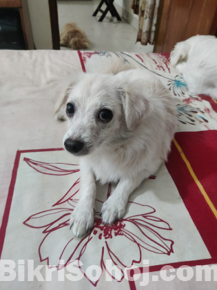 Spitz Dog